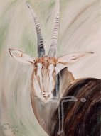 Antilope