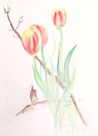 Tulpen